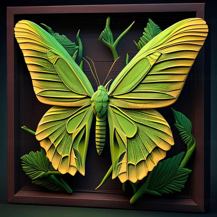 Animals Ornithoptera richmondia